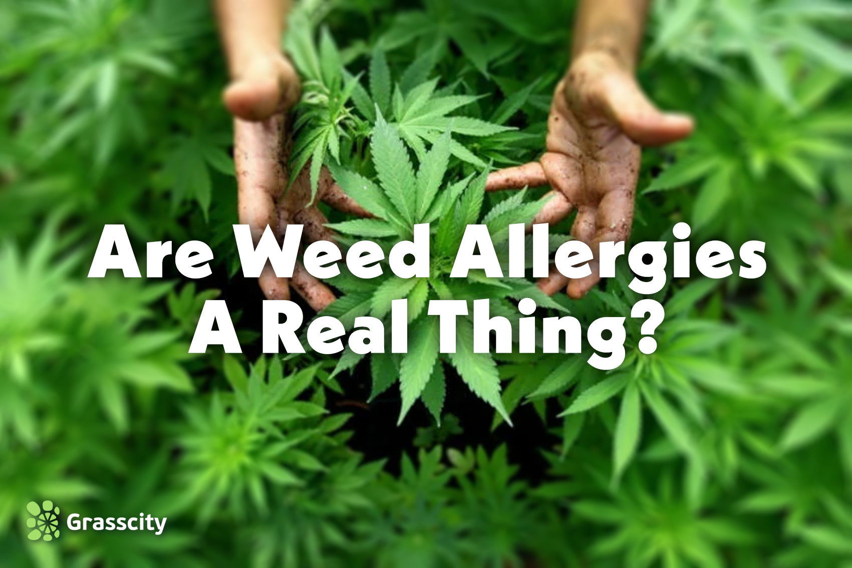 Weed Allergies