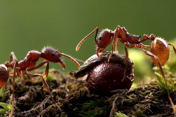 are ants attracted to tobacco When Ants Affect Your Marijuana Plants – Grasscity