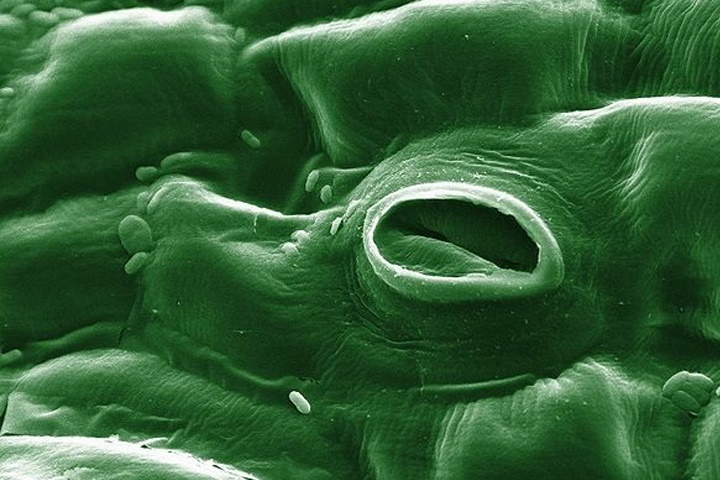 What Are Stomata And Why Should You Care?