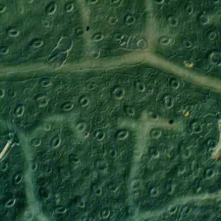 Stomata responses to CO2 and light intensity
