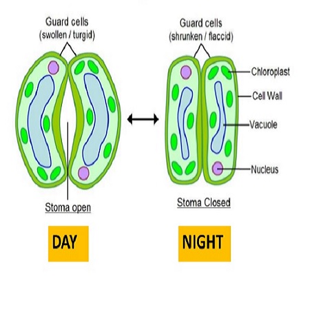 stomata diagram night plant labelled well draw neat grasscity rate cycles climate should care why