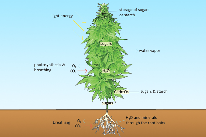 What Is A Marijuana Plant?