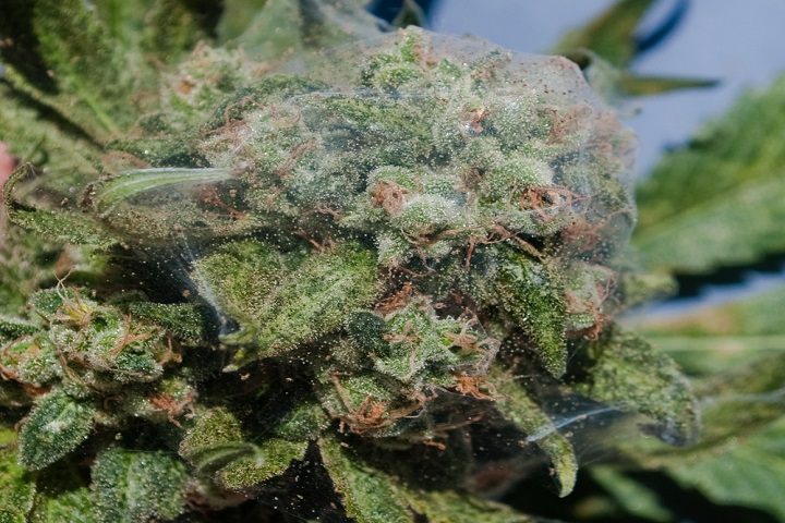 Spider Mites And Your Marijuana Plants