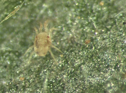 Identifying spider mites