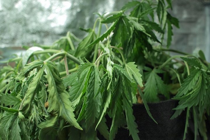 Watering Your Marijuana Plants Improperly