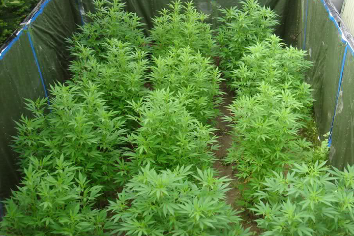 Advantages of Growing Marijuana Outdoors