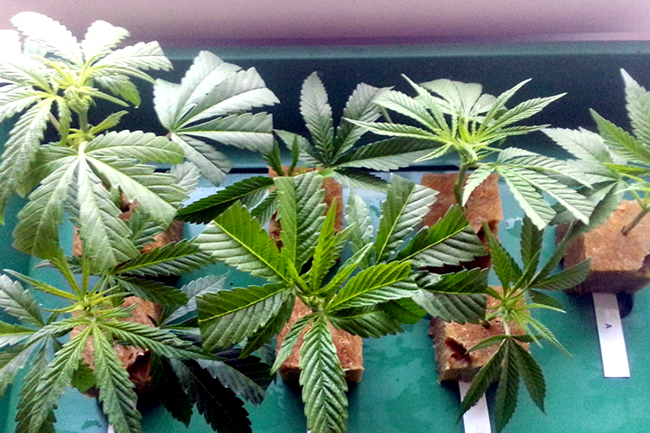 Clone Your Favorite Marijuana Plants
