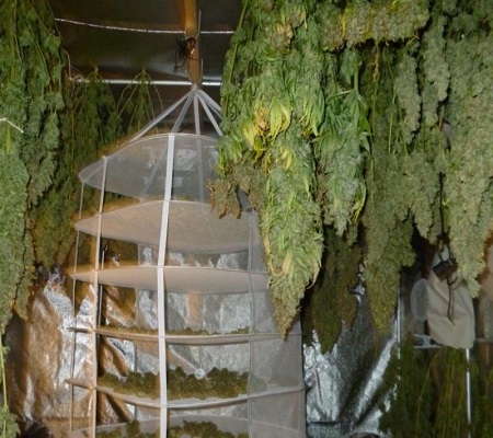 Drying and curing marijuana
