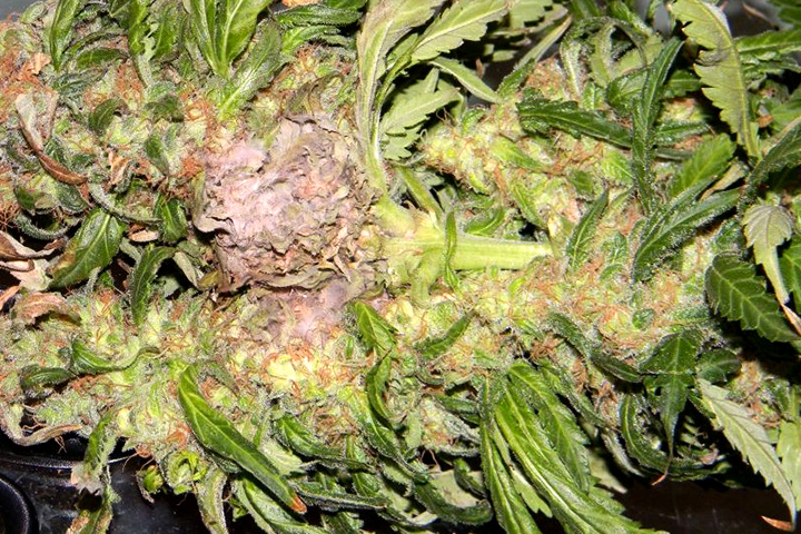 Gray Mold And Your Marijuana Plants
