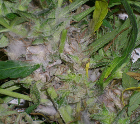 Daños en hoja