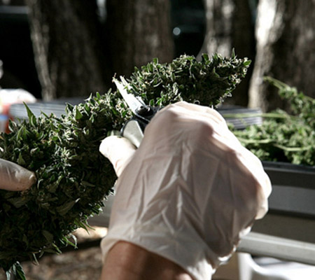Harvesting Marijuana