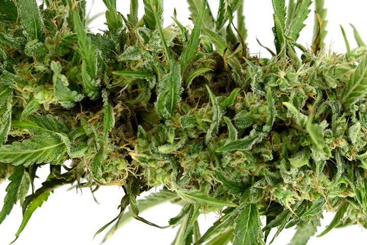 How To Avoid Airy Marijuana Buds