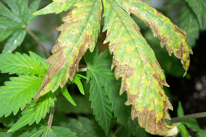 Marijuana Plants With Nutrient Burn