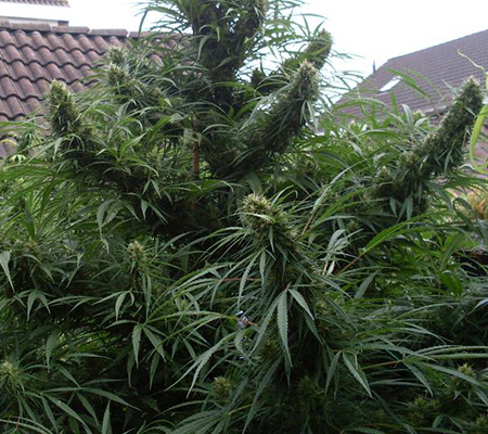Outdoor growing improves the quality of your buds