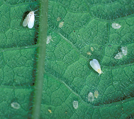 Solving whitefly problems