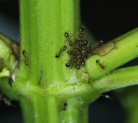 Symptoms of ants