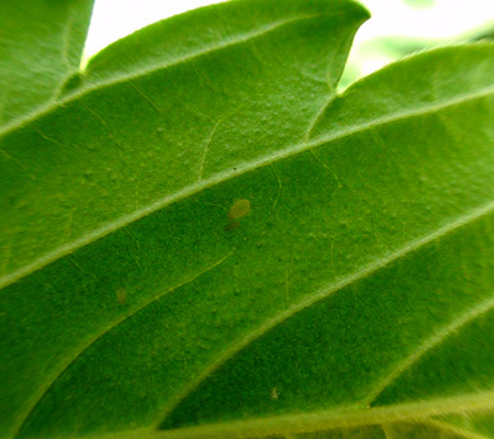 Symptoms of aphids