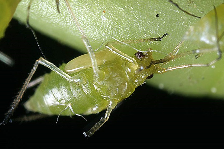 What Aphids Mean For Your Marijuana Plants