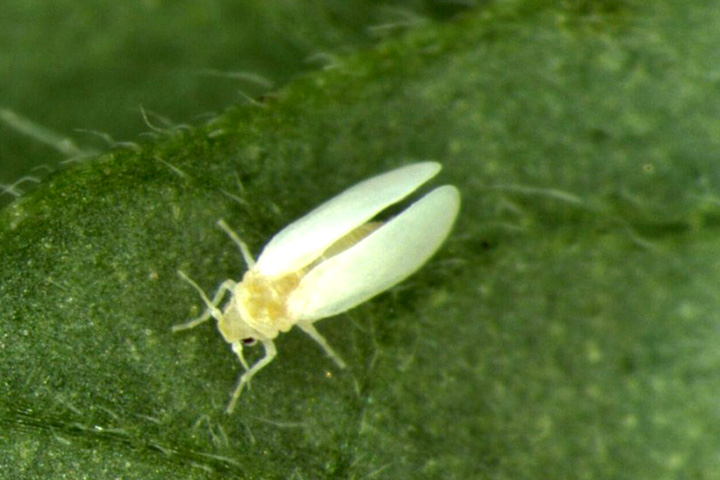 What To Do About Whiteflies On Your Marijuana Plant