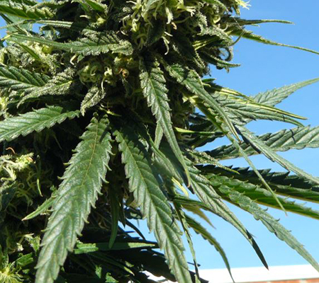 Why it is better to grow marijuana outdoor