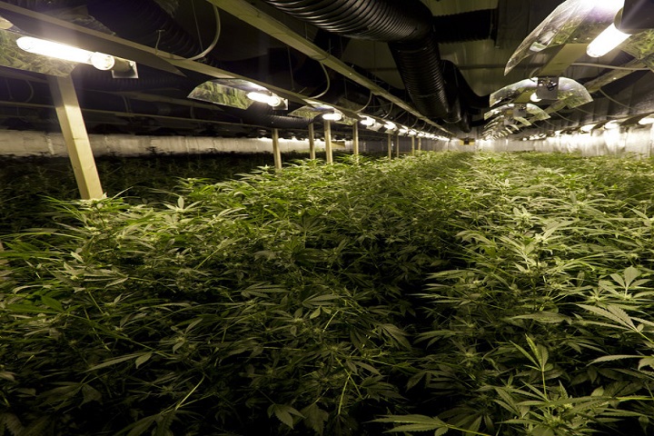 Advantages Of Growing Marijuana Indoors