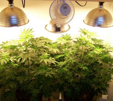 Advantages of growing indoors