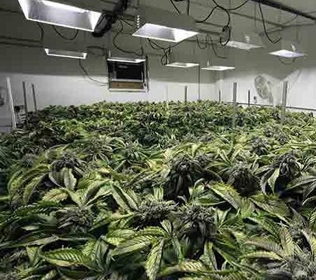 Closed marijuana grow systems