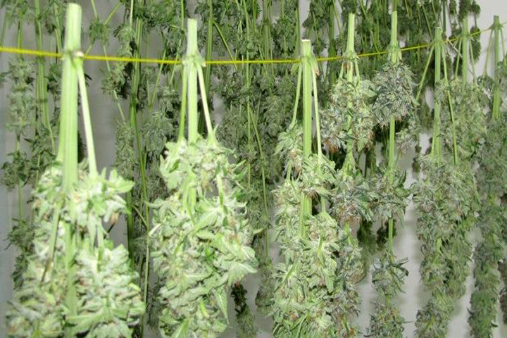 Drying Outdoor Marijuana Plants