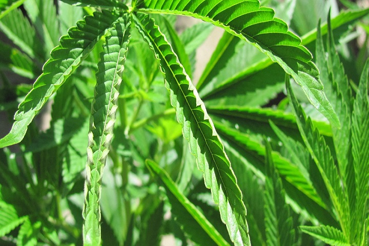 Heat Stress And Your Marijuana Plants