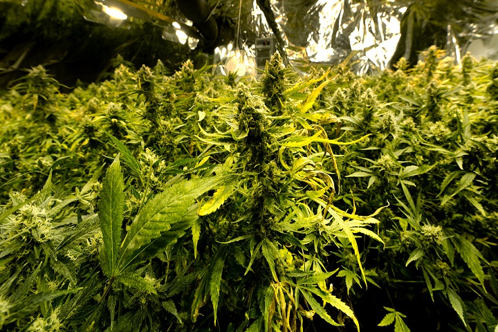 How To Grow Marijuana Indoors- Growing Systems