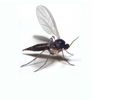 How do you get rid of fungus gnats