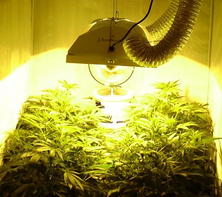 How to decide to grow marijuana indoors