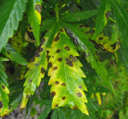 Identifying yellow leaf spot