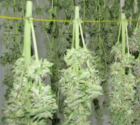 More than one marijuana harvest