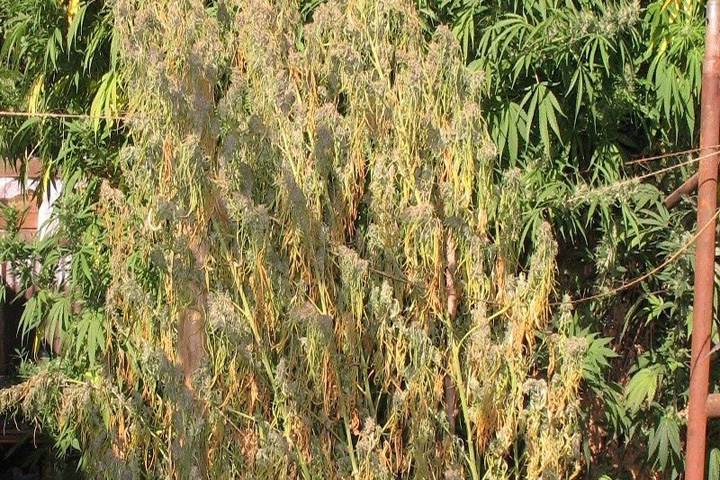 Protect Your Marijuana Plants From Verticillium Wilt