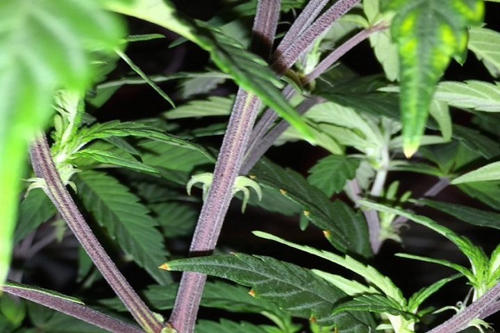 purple stems weed