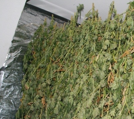 how drying outdoor marijuana buds is accomplished