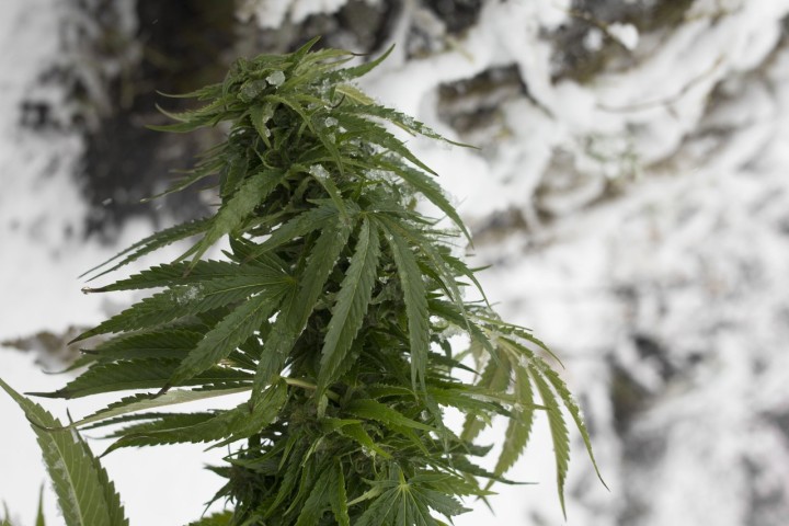 Cold Weather Growing: How To Keep Your Cannabis Plants Alive
