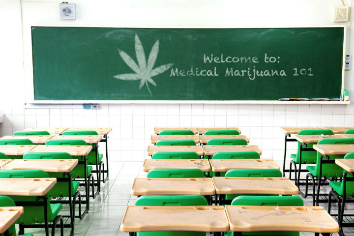The Best College Majors If You Love Cannabis
