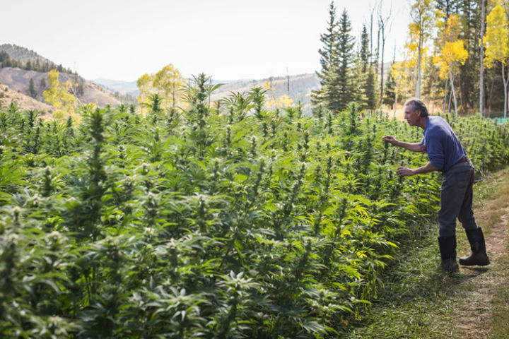 The Best Strains for Growing Outdoors this Summer