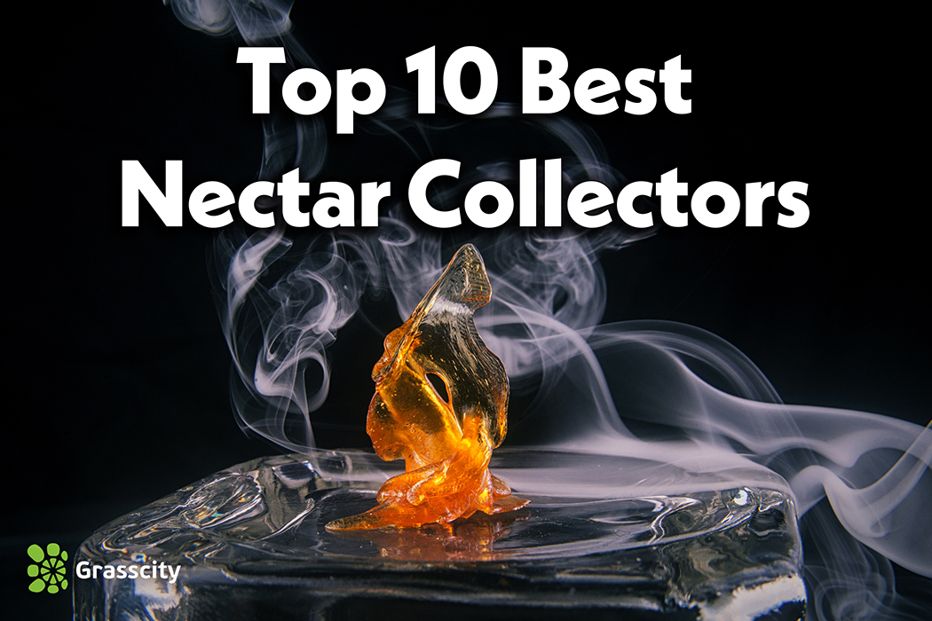 best nectar collectors
